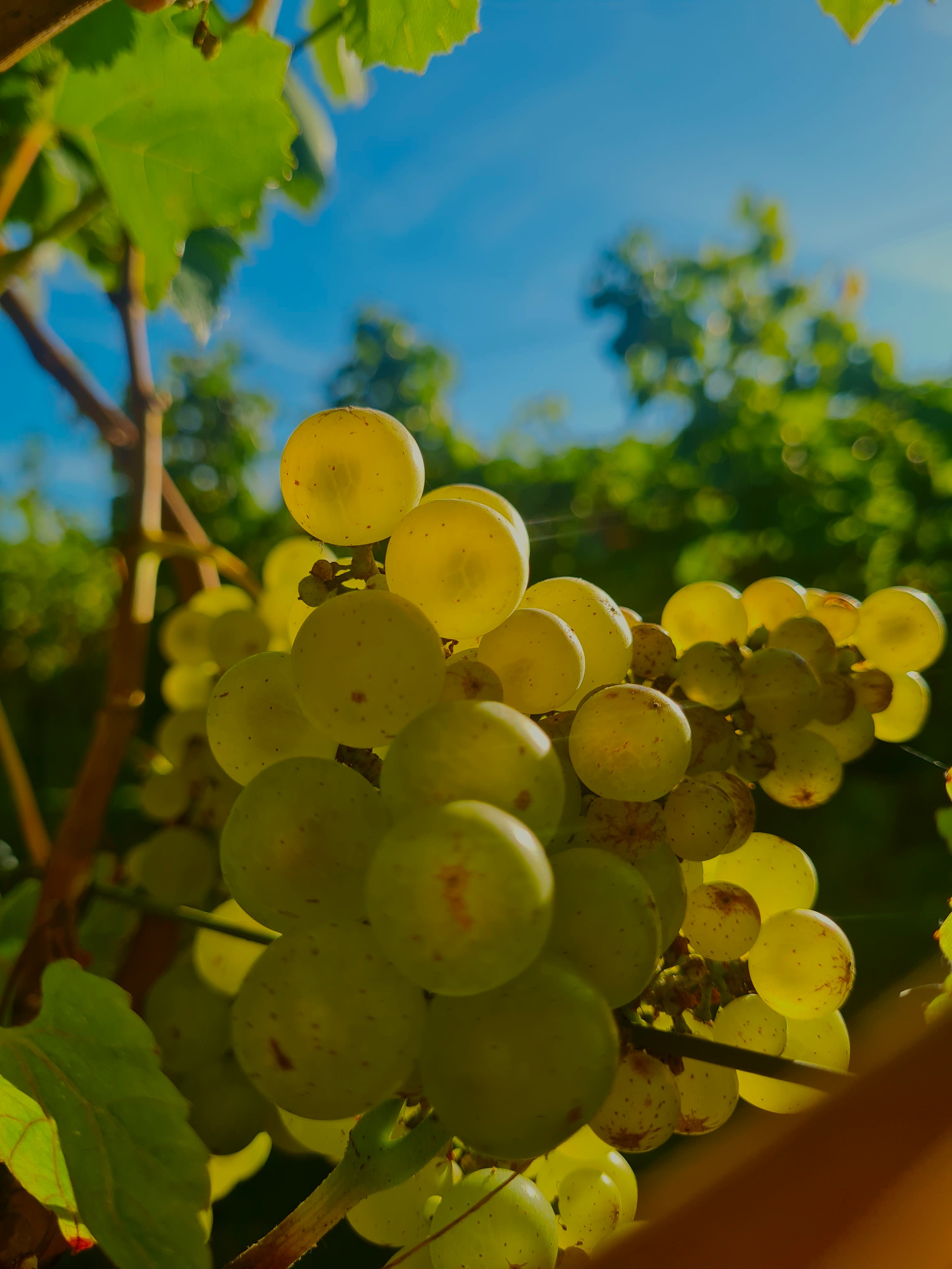 Rijpe Chardonnay — vlak voor de oogst